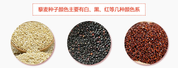 藜麥種子顏色主要有白、黑、紅等幾種顏色系，營養成分相差不大，其中白色口感好，黑、紅色口感相對差些，籽粒也較小。