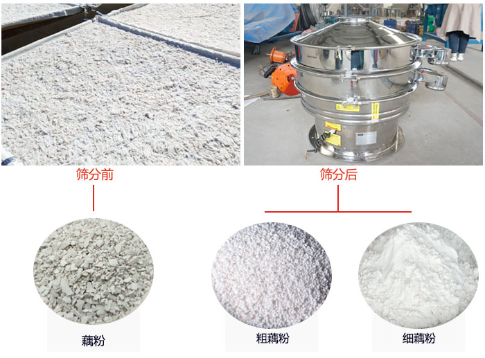 蓮藕淀粉曬干，采用304不銹鋼材質(zhì)藕粉振動(dòng)篩篩分后前后對(duì)比效果圖展示。