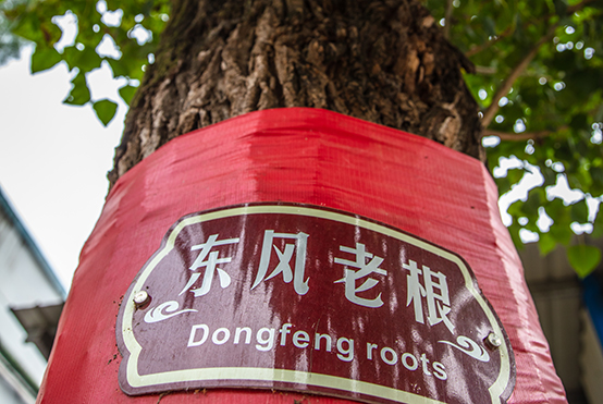 彩神VII老根